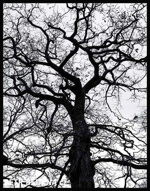 strom, Okno do nebe, struktura, Praha, obora Hvězda, příroda, Česko