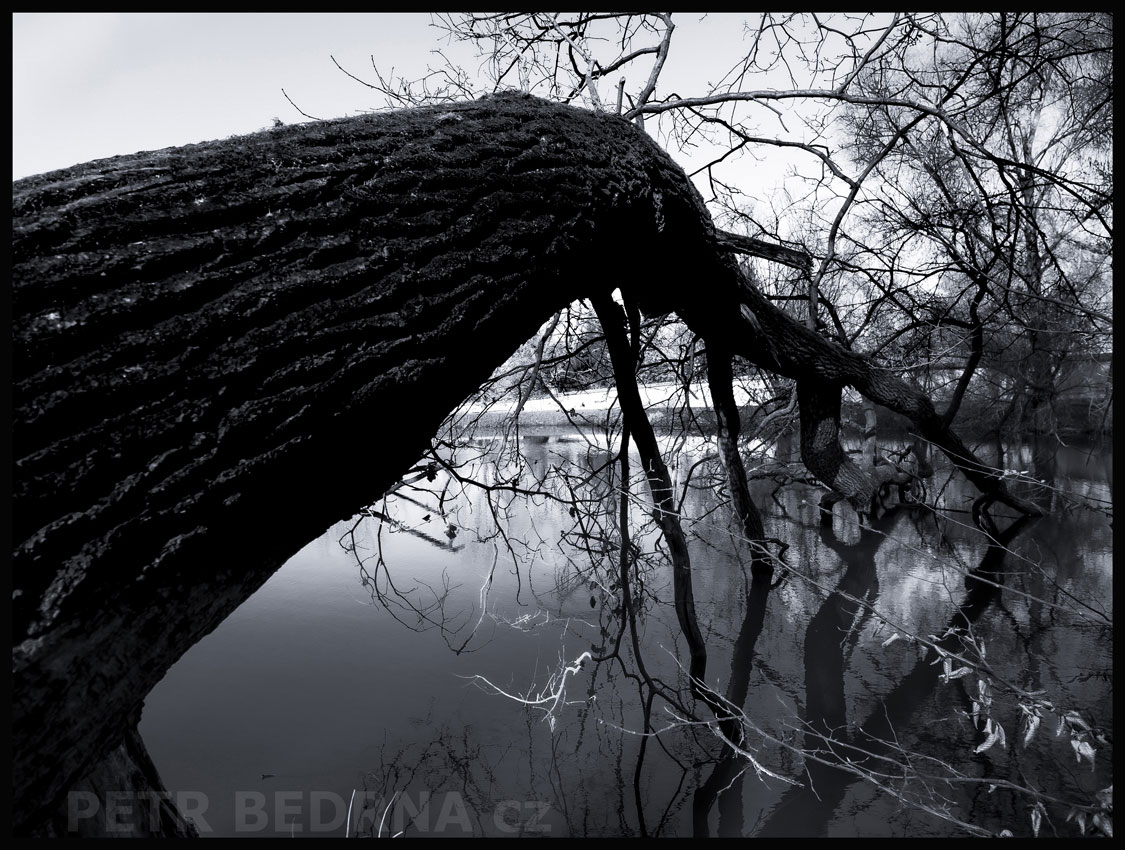 strom, Pijan, Praha, obora Hvězda, příroda, významná přírodní památka, Česko