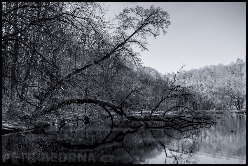strom, Pijavice, Praha, obora Hvězda, příroda, les, Česko