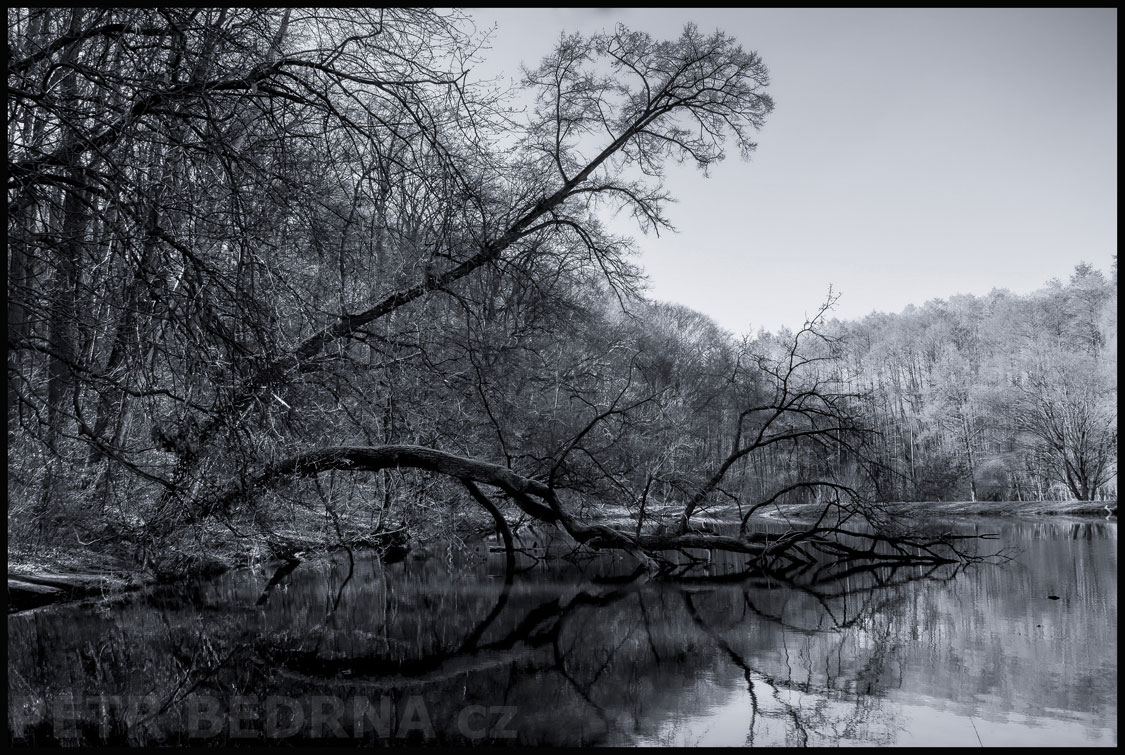 strom, Pijavice, Praha, obora Hvězda, příroda, les, významná přírodní památka, Česko