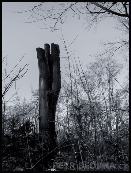 strom, Ručička s třemi prsty, Praha, obora Hvězda, příroda, obloha, Česko