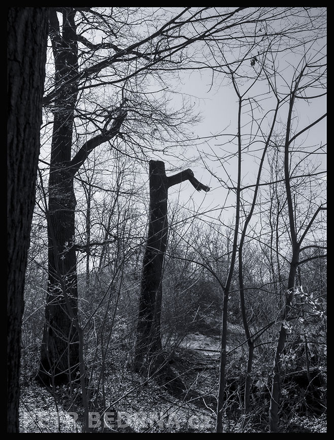 Strom s kapesníkem, Praha, obora Hvězda, krása, příroda, les, významná přírodní památka, podoba, Česko