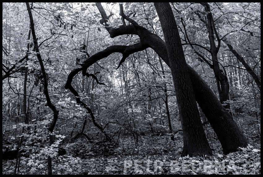 strom, S rypákem nahoru, Praha, obora Hvězda, příroda, les, Česko