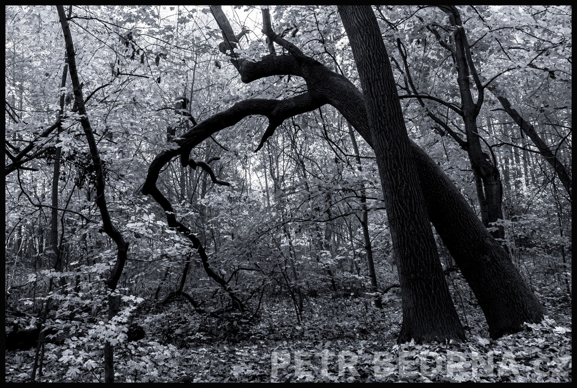 strom, S rypákem nahoru, Praha, obora Hvězda, příroda, les, významná přírodní památka, Česko