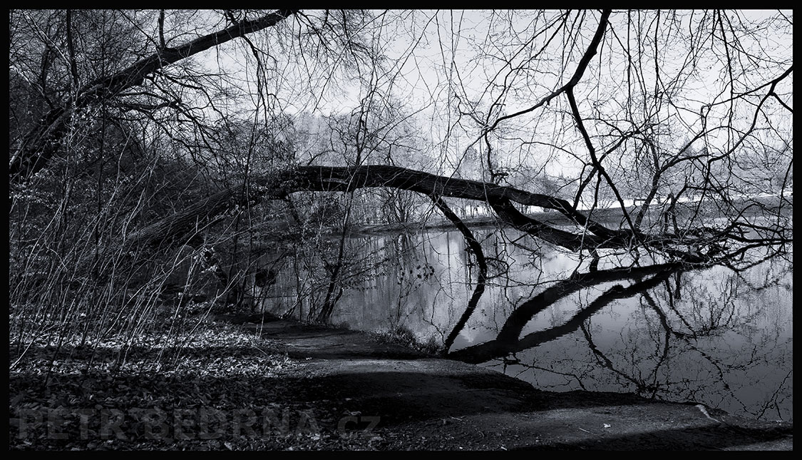 Strom se pase v rybníčku, Praha, obora Hvězda, příroda, les, významná přírodní památka, podoba, Česko