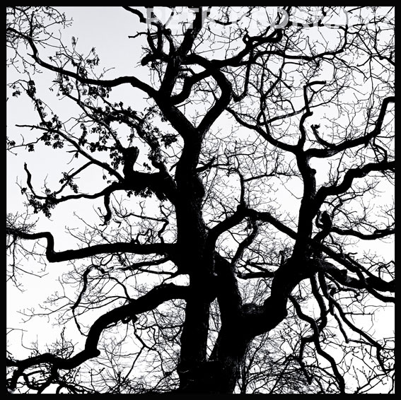 strom, Struktura, spletenec, Praha, obora Hvězda, příroda, Česko