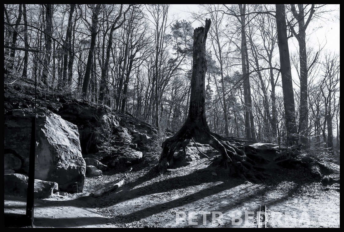 Strom u jeskyně, Praha, obora Hvězda, krása, příroda, les, významná přírodní památka, podoba, Česko