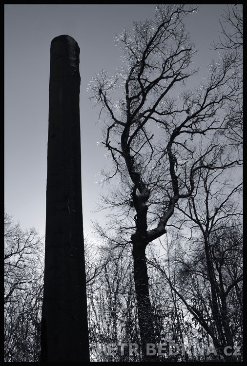 strom, Uhlazený jinoch a histerka, Praha, obora Hvězda, příroda, významná přírodní památka, Česko