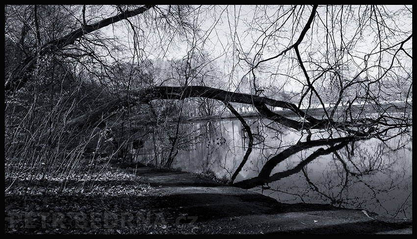 strom, V rybníčku, Praha, obora Hvězda, příroda, les, Česko