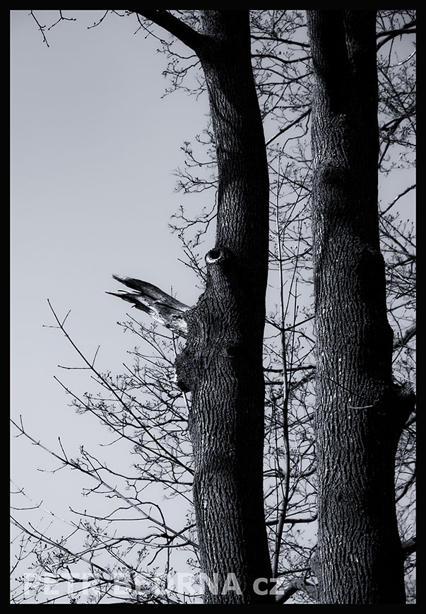 Strom vrána a anonym, Praha, obora Hvězda, krása, příroda, les, významná přírodní památka, podoba, Česko