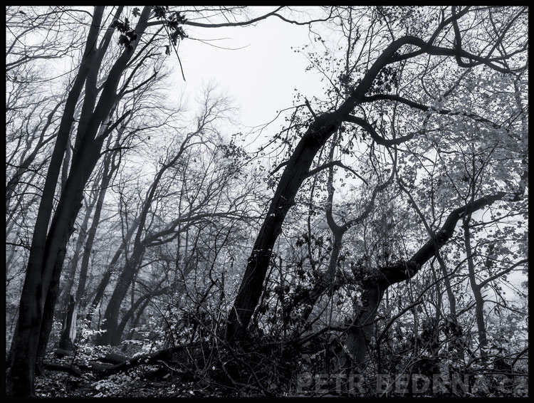 stromy, Hladoví hledající potravu, Praha, obora Hvězda, příroda, les, Česko