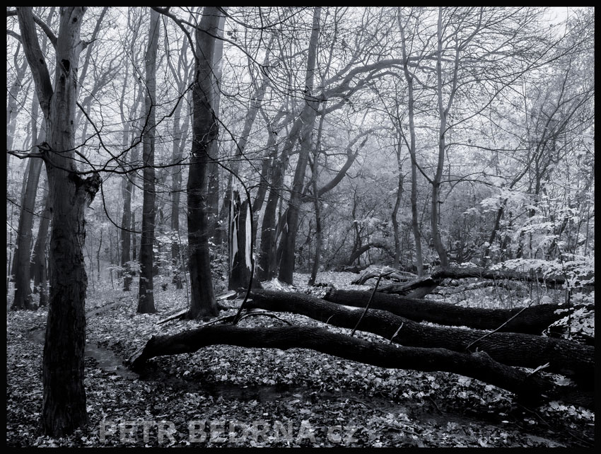 stromy, Padlí před popravčí četou, Praha, obora Hvězda, příroda, les, Česko