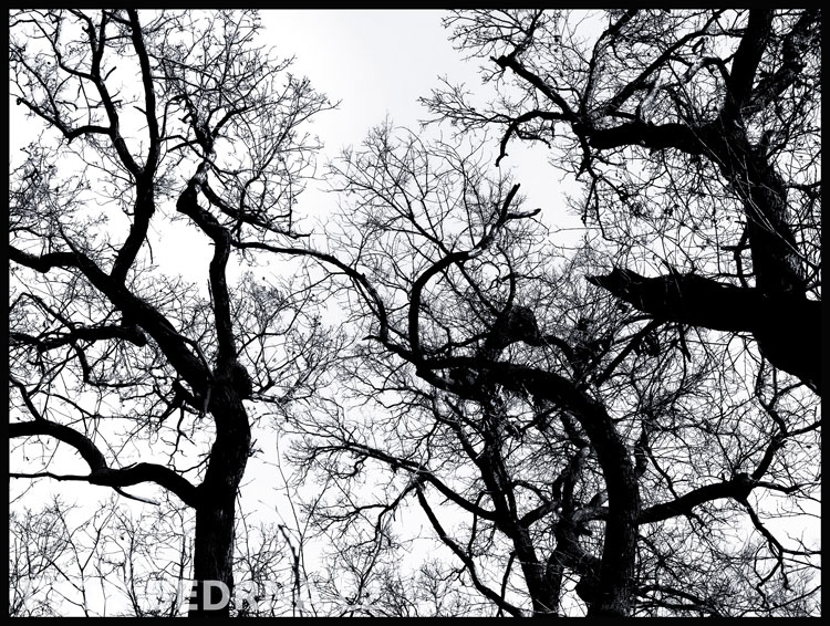 stromy, Pražská Divočina, Praha, obora Hvězda, příroda, Česko