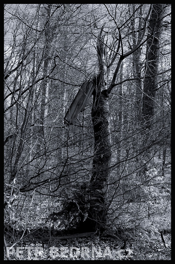 Ten střapatej kluk, Praha, obora Hvězda, krása, příroda, les, významná přírodní památka, podoba, Česko