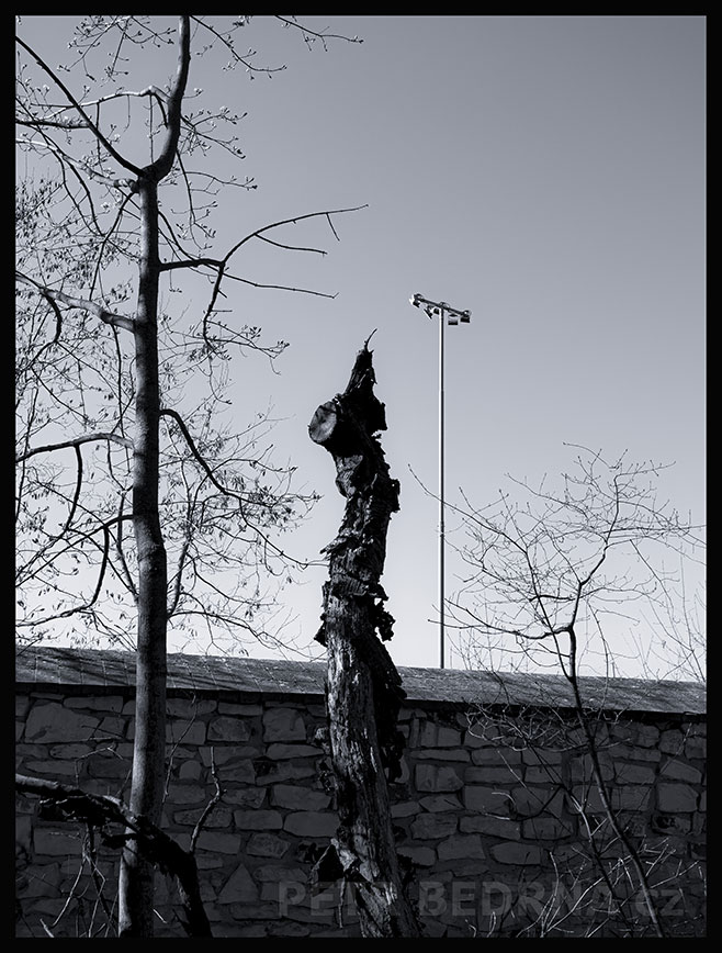 Tři stromy, zeď a sloup, Praha, obora Hvězda, příroda, les, významná přírodní památka, podoba, Česko