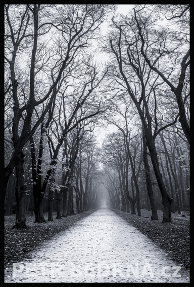 Alej, obora Hvězda, Praha