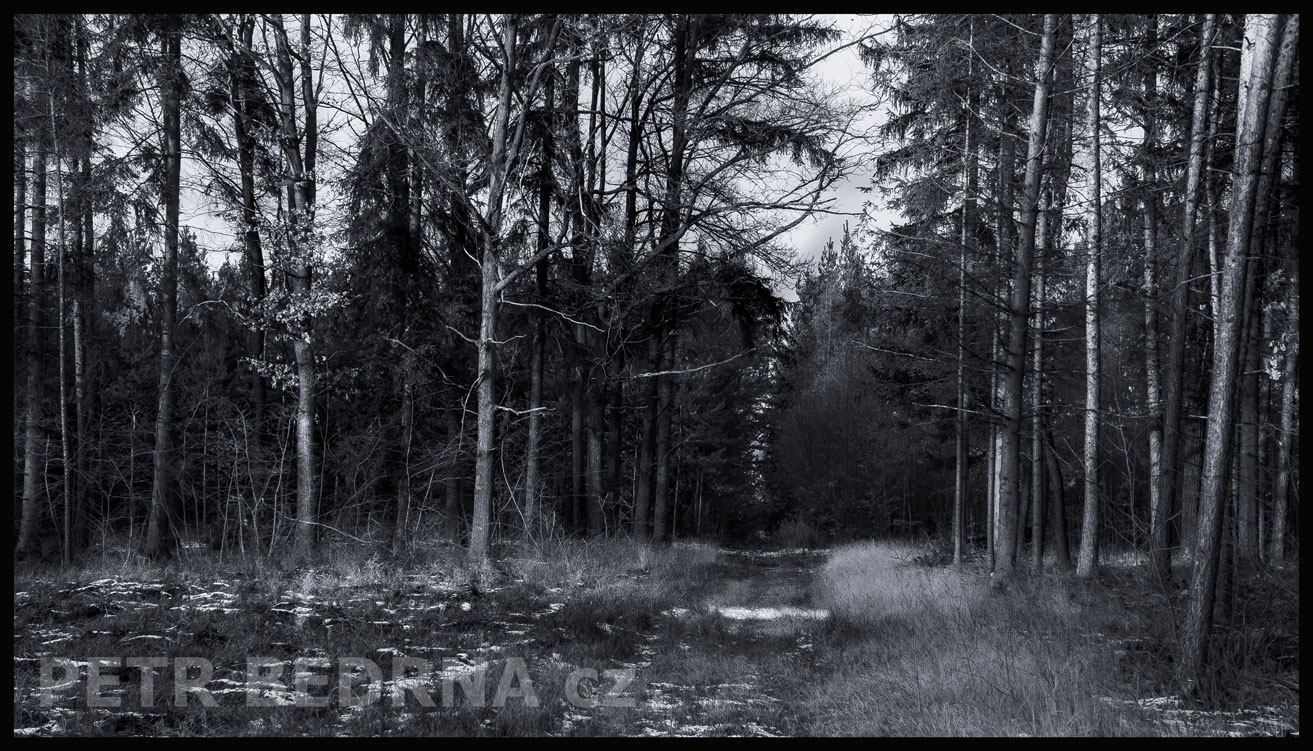 Černý les, Pozdeň, Kladno, příroda, stromy, Česko