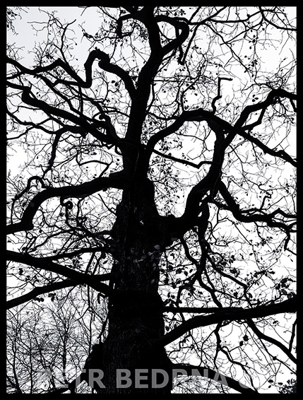 Černý strom, struktura V., obora Hvězda, Stromy