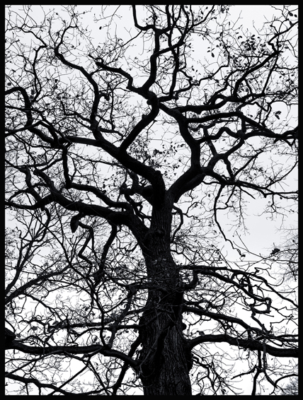 Černý strom, struktura, obora Hvězda, Praha(1)