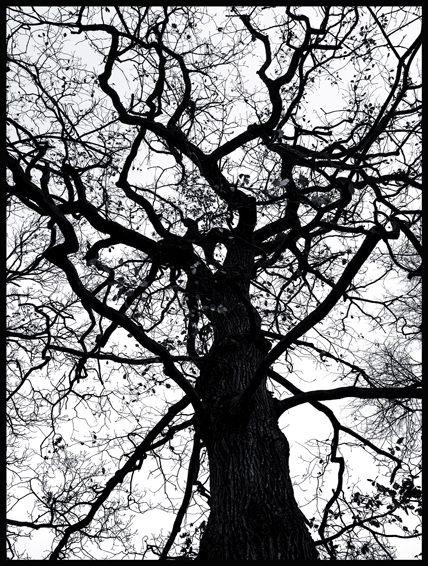 Černý strom, struktura, obora Hvězda, Praha(2)