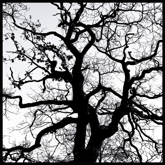 Černý strom, struktura, obora Hvězda, Praha(3)