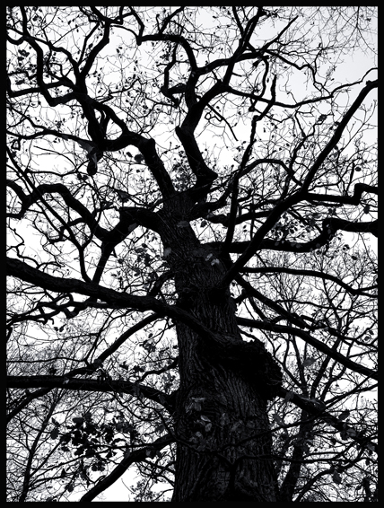 Černý strom, struktura, obora Hvězda, Praha(4)