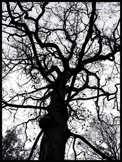 Černý strom, struktura, obora Hvězda, Praha(5)