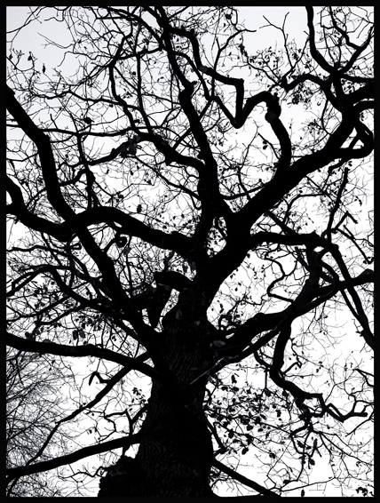 Černý strom, struktura, obora Hvězda, Praha(6)
