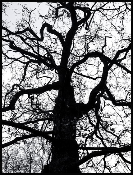 Černý strom, struktura, obora Hvězda, Praha(7)