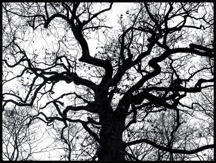 Černý strom, struktura, obora Hvězda, Praha(8)