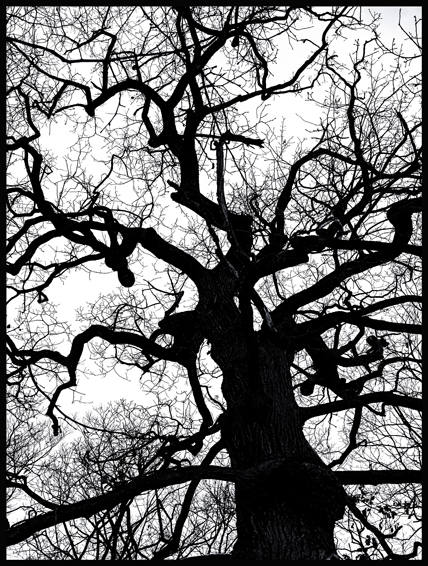Černý strom, struktura, obora Hvězda, Praha(9)