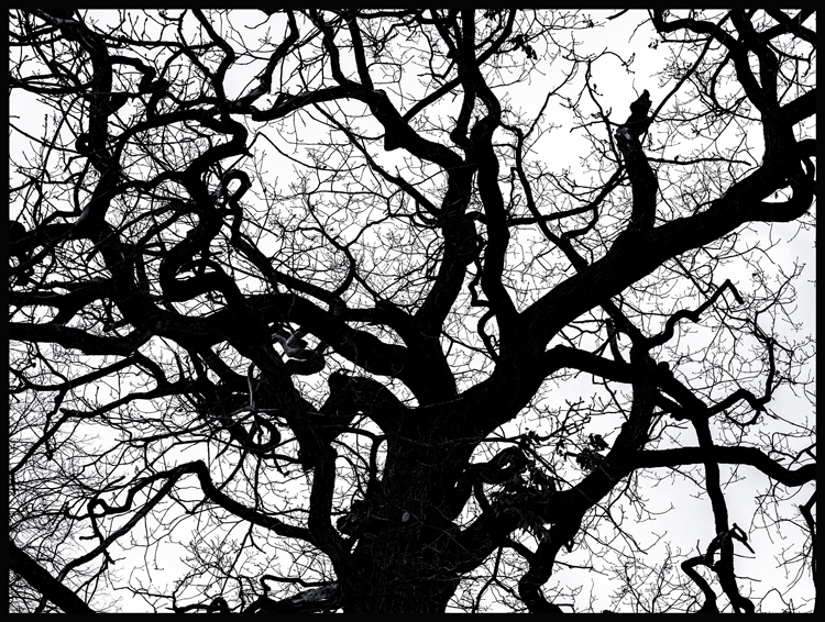 Černý strom, struktura, obora Hvězda, Praha(10)