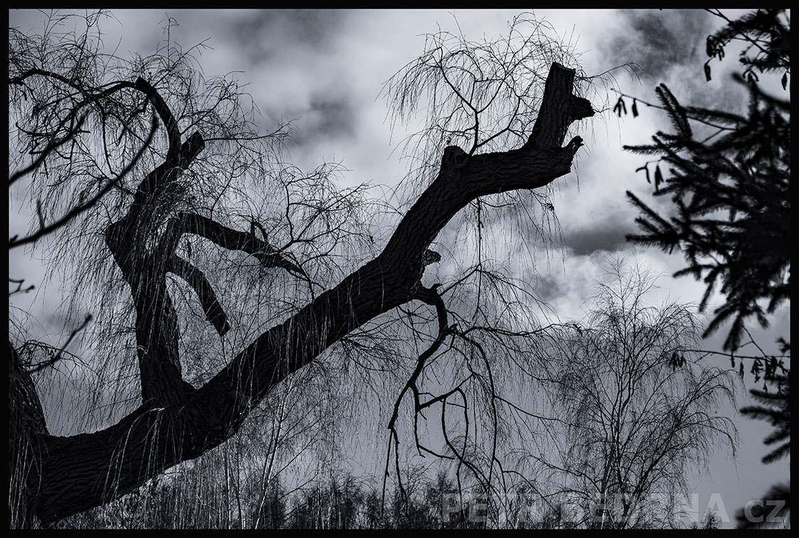 Černý unavený strom táhne jako kůň, Debrno, Dolany nad Vltavou, Mělník, mraky, příroda, Česko