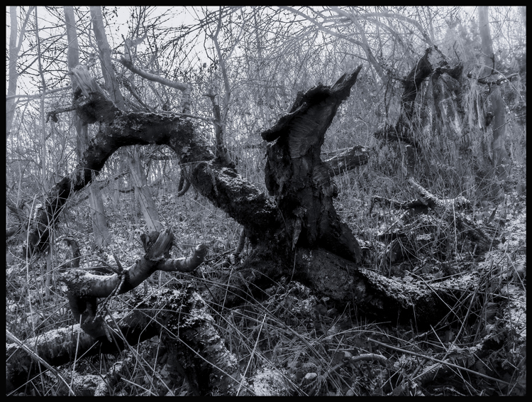 Chaos, Divoká Šárka, Praha, Stromy