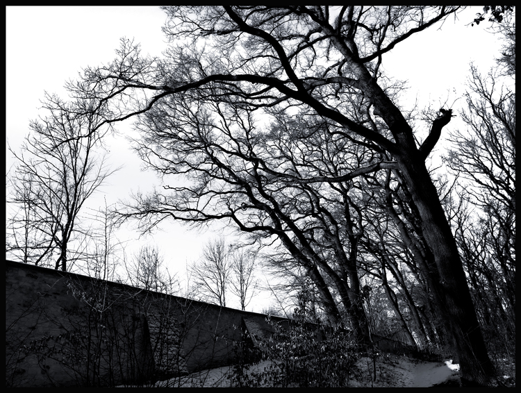 Chceme ven, obora Hvězda, Praha, Stromy