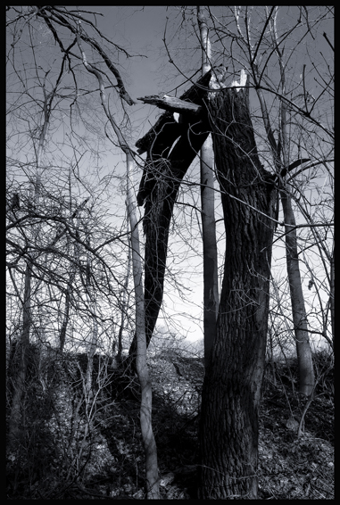 Chobot v lese, Debrno, Stromy