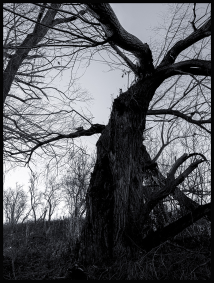 Chobotnatec, Hostouň, Stromy