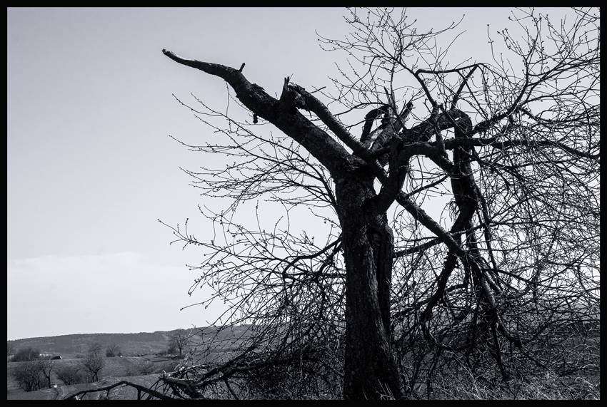 Dělo na poli, Mořina, Kozolupy, Stromy