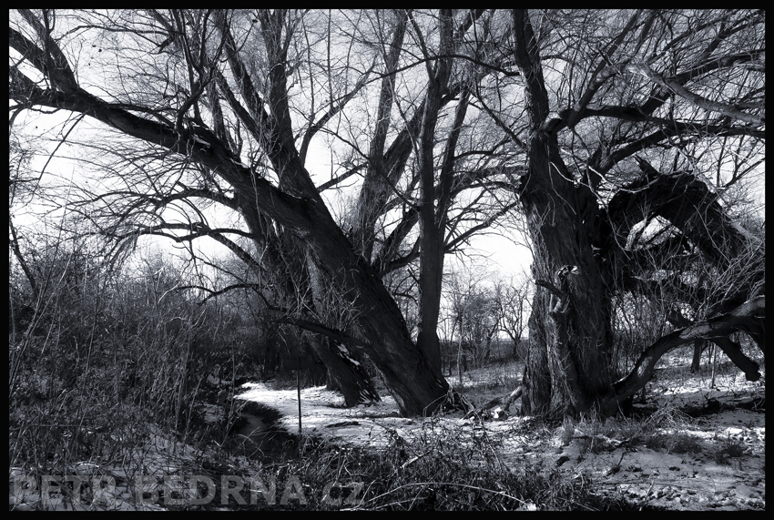 Divočina v Hostouni