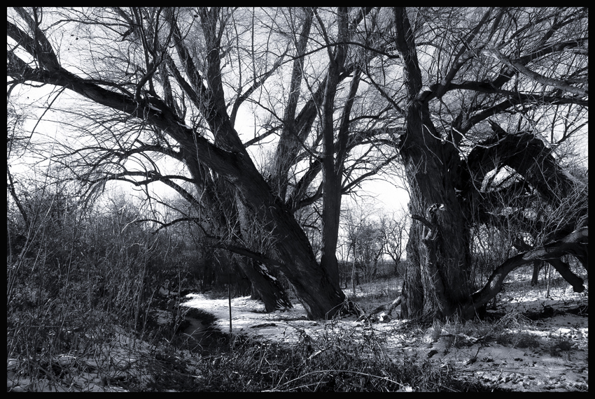 Divočina v Hostouni, Hostouň, Stromy