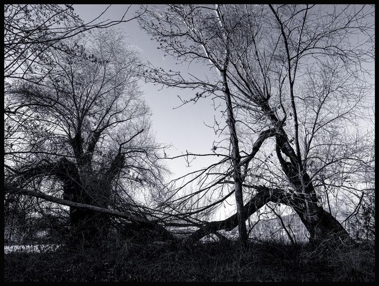 Dřevcový souboj v Divoké Šárce, Praha, Stromy