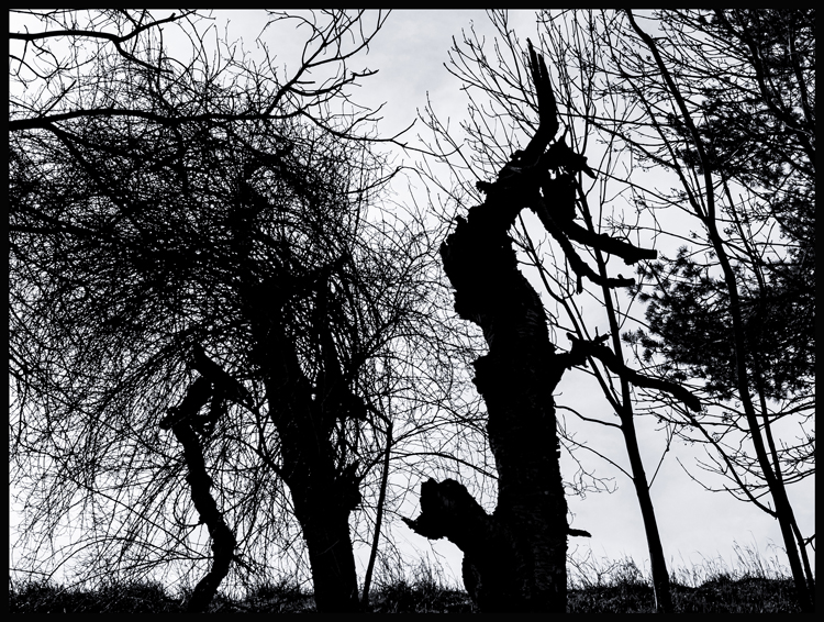 Dva koníci, Divoká Šárka, Stromy, Praha