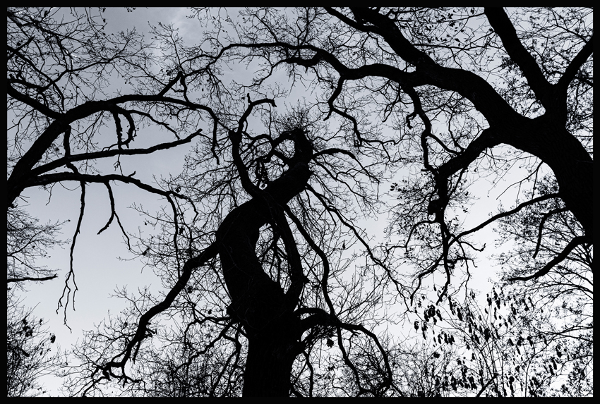 Dva na jednoho, Hostouň, 2025, Stromy