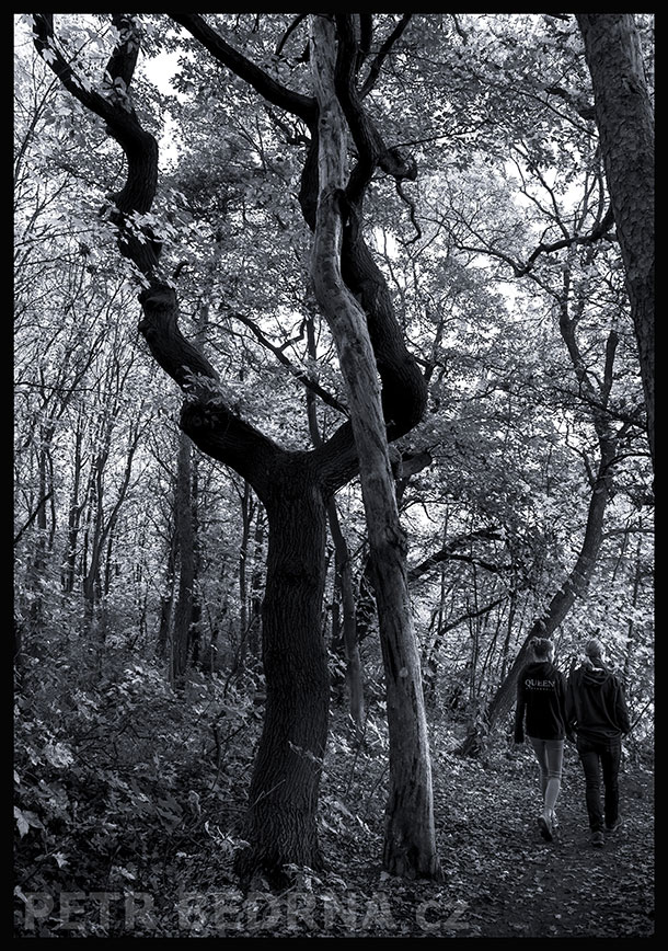 Dvě dvojičky v lese, Horoměřice, strom, příroda, lidé, stromy, Česko