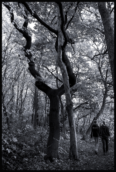 Dvojičky, Horoměřice, Stromy