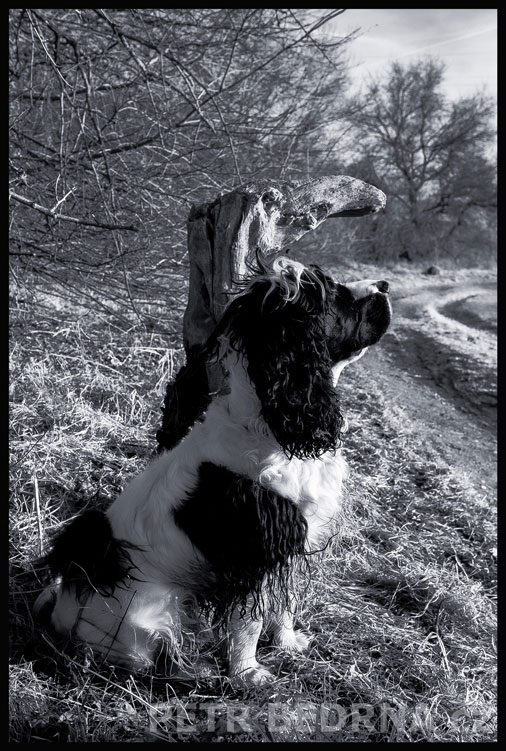 Ferda a dřevěný tukan se vyhřívají na sluníčku, Okoř, stromy, příroda, Česko