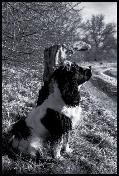 Ferda a tukan, Stromy