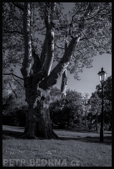 Gröbovka, paroháč, Praha, Havlíčkovy sady