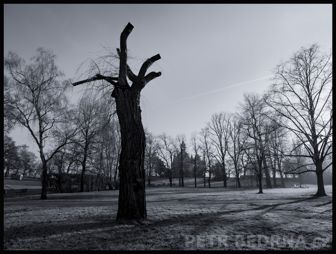 Hanavský pavilon a naproti ohlodaný strom, Praha - Letná, krása, příroda, park, obloha, stromy, podoba, Česko