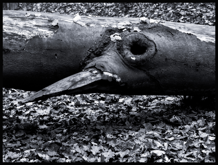 Havran, obora Hvězda, Praha, Stromy